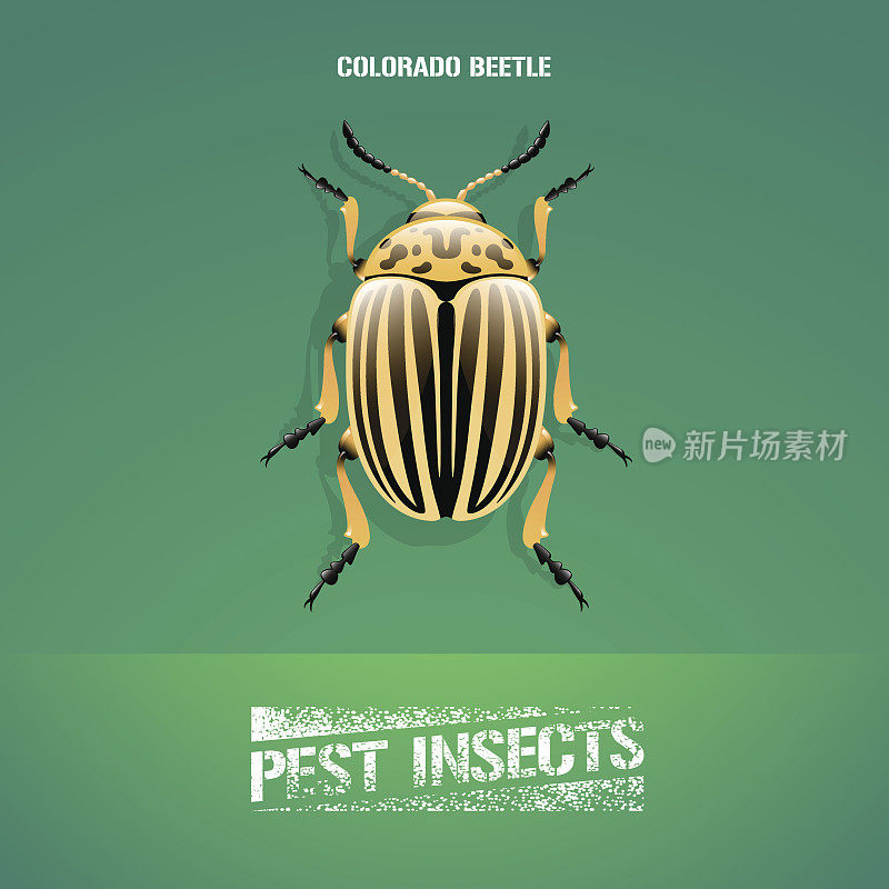 昆虫Leptinotarsa decemlinata(科罗拉多甲虫)的真实载体插图
